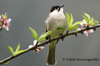 Bulbul de Taïwan