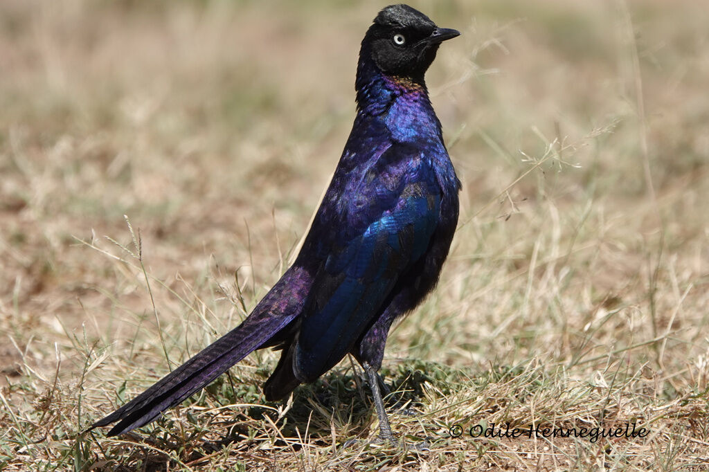 Rüppell's Starling