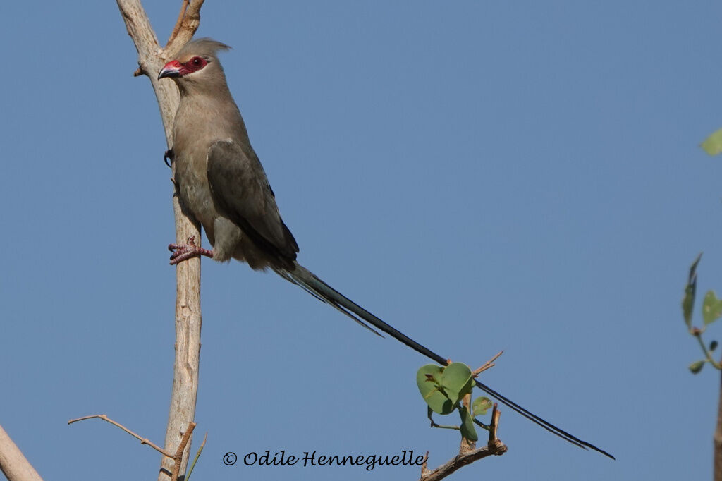 Blue-naped Mousebird