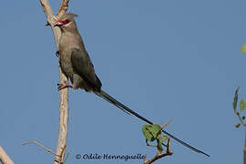 Blue-naped Mousebird