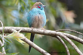 Red-cheeked Cordon-bleu