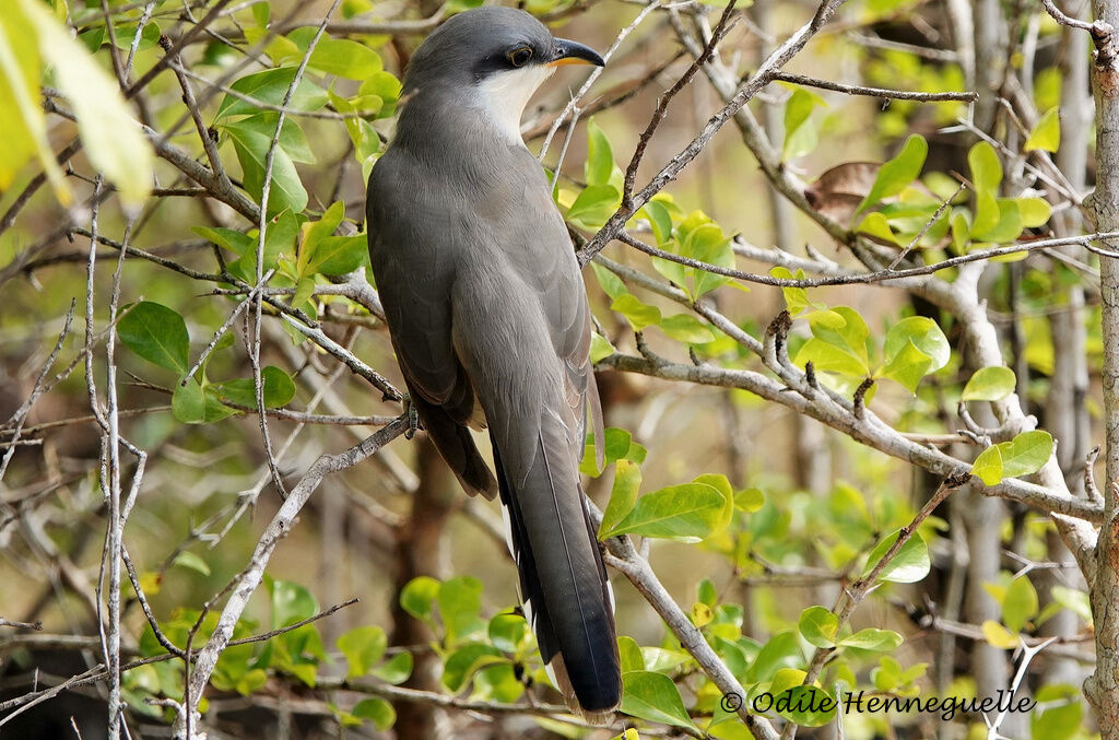 Mangrove Cuckoo