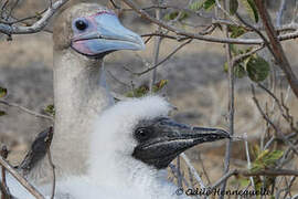 Red-footed Booby