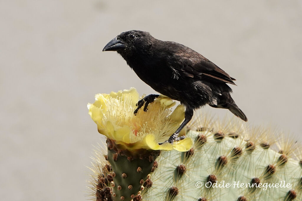 Géospize des cactus