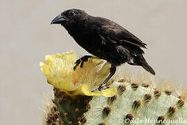 Common Cactus Finch