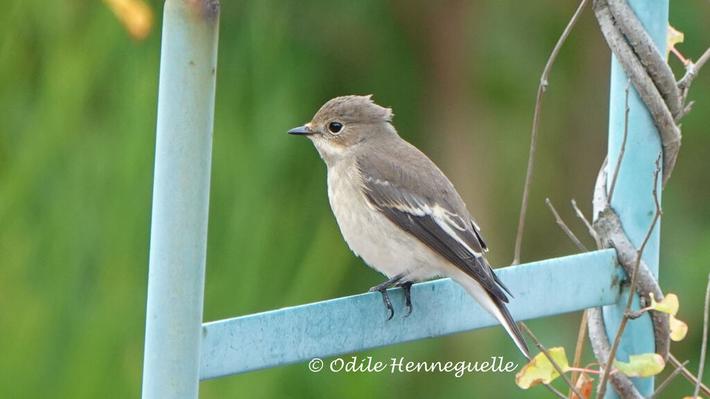 European Pied Flycatcher