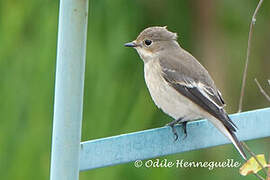 European Pied Flycatcher