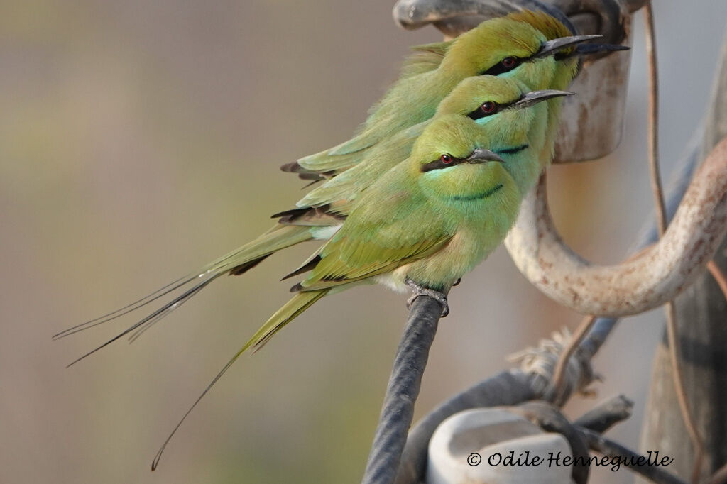 African Green Bee-eater