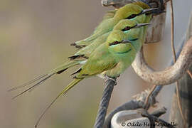 African Green Bee-eater