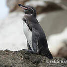 Manchot des Galapagos