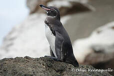 Manchot des Galapagos