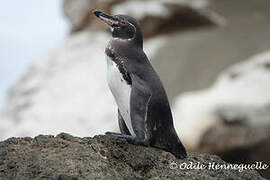 Galapagos Penguin