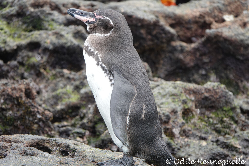 Galapagos Penguin