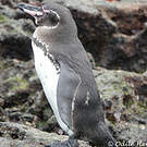 Manchot des Galapagos