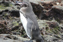 Galapagos Penguin