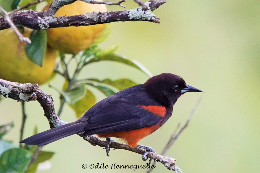 Martinique Oriole