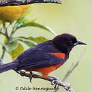 Oriole de la Martinique