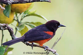 Martinique Oriole