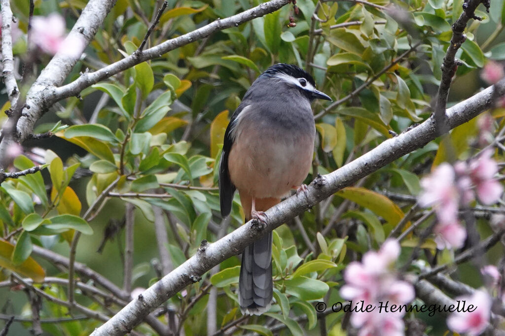 White-eared Sibia