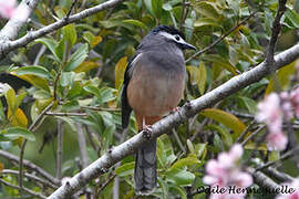 White-eared Sibia