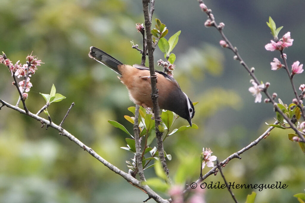 White-eared Sibia