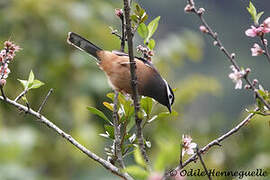 White-eared Sibia