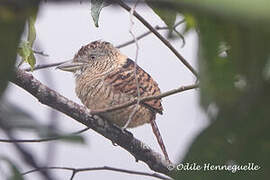 Barred Puffbird