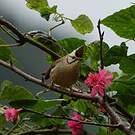 Yuhina de Taïwan