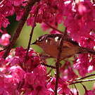 Yuhina de Taïwan