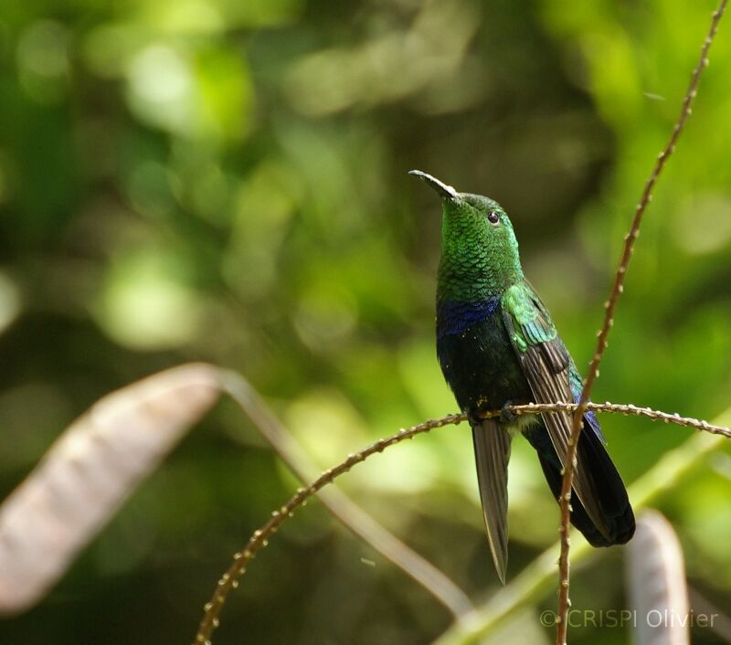 Green-throated Carib, identification