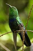 Green-throated Carib