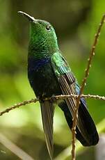 Colibri falle-vert