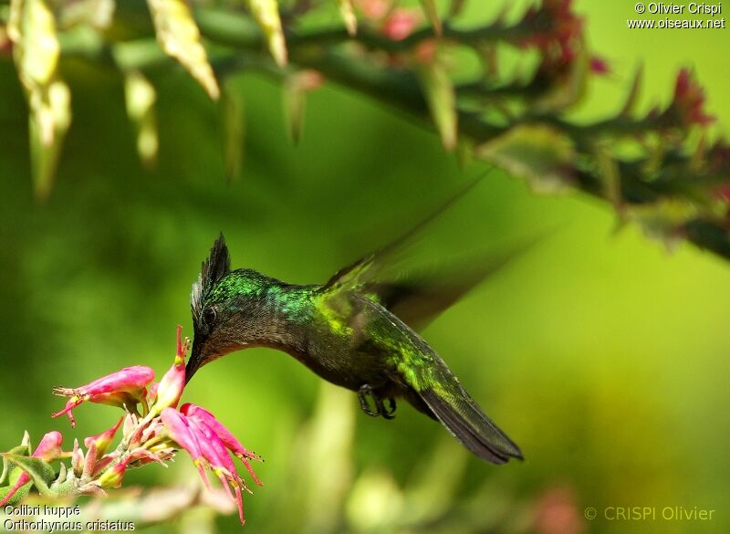 Colibri huppé mâle