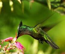 Colibri huppé