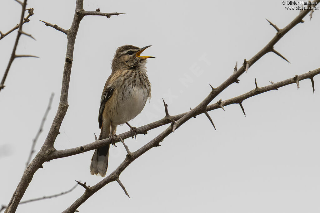 Agrobate à dos rouxadulte, identification