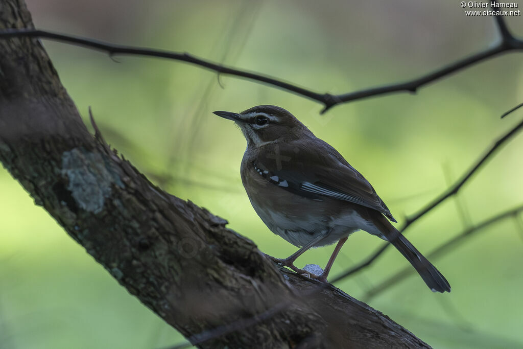 Agrobate à moustaches