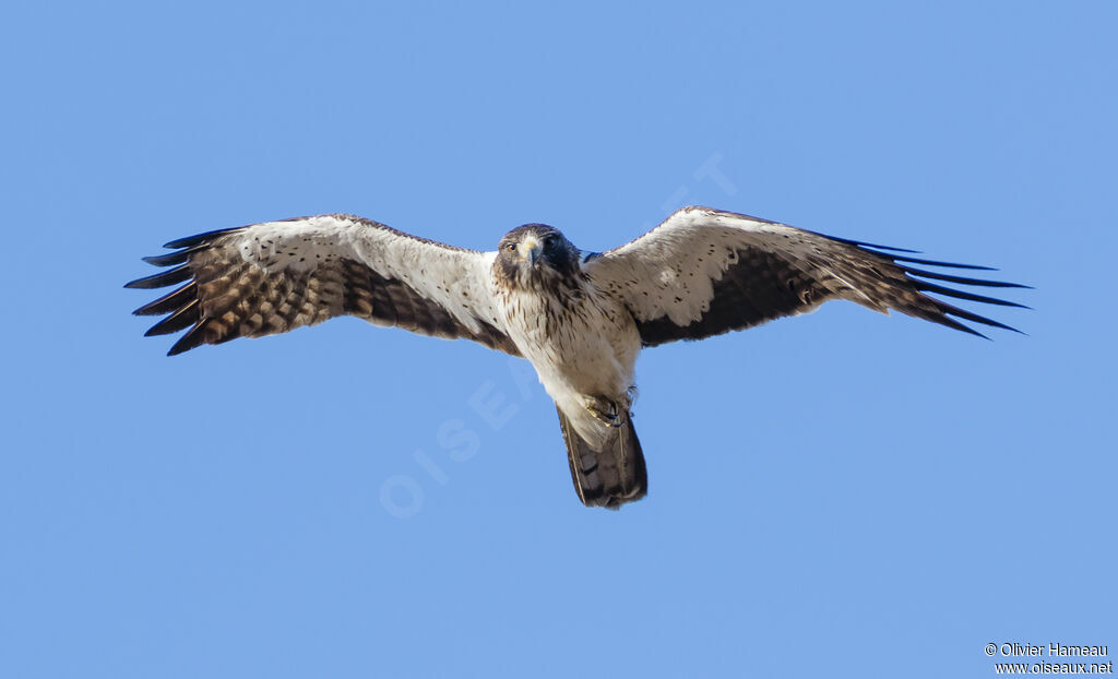 Booted Eagleadult, Flight