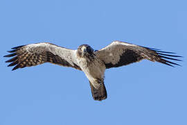 Booted Eagle
