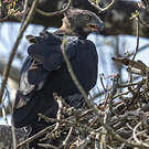 Aigle couronné