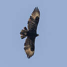 Aigle de Verreaux