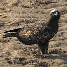 Aigle de Wahlberg