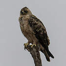 Aigle de Wahlberg