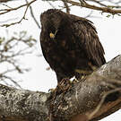 Aigle de Wahlberg