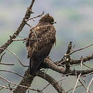 Aigle de Wahlberg