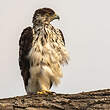 Aigle fascié