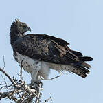 Aigle martial