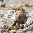 Aigle ravisseur