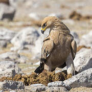 Aigle ravisseur