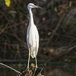Aigrette bleue