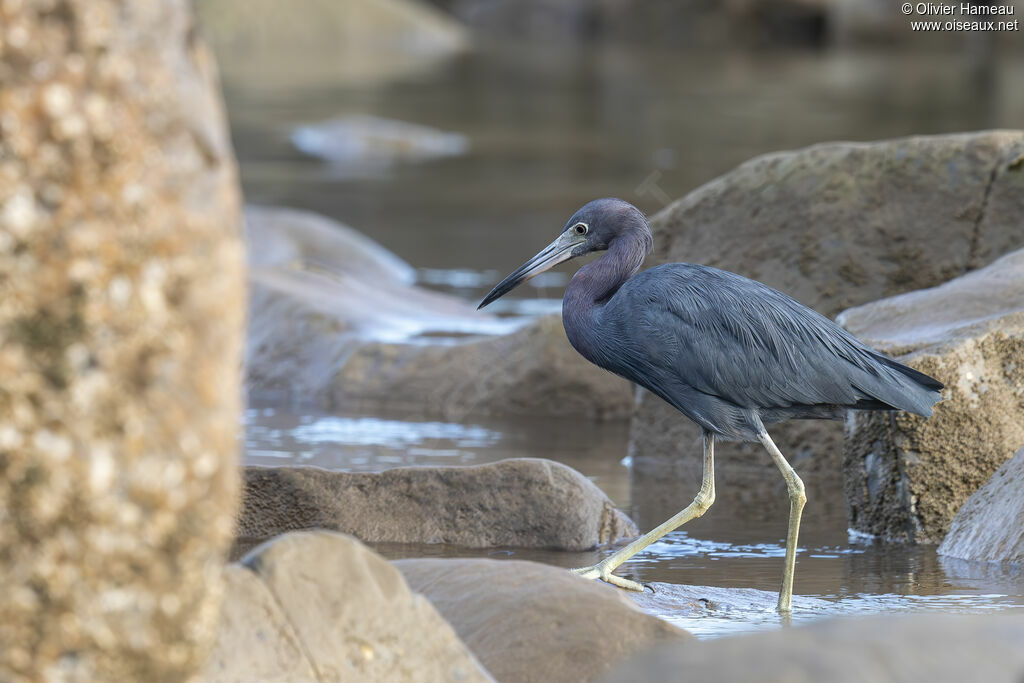 Little Blue Heron